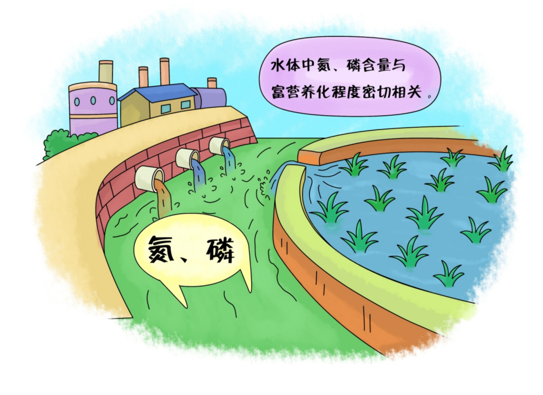 如何減少水體中氮、磷污染的含量