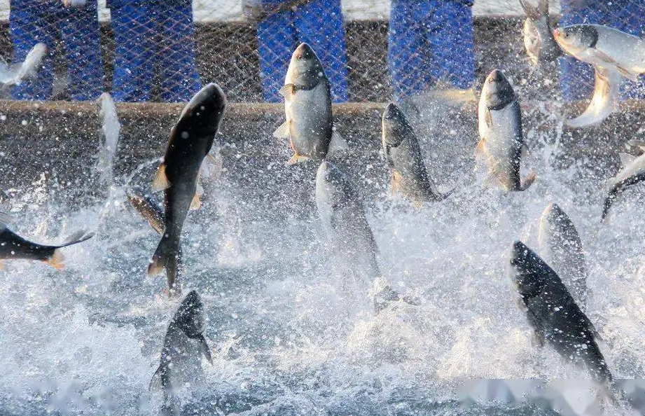 《魚(yú)塘總磷超標(biāo)控制全攻略》